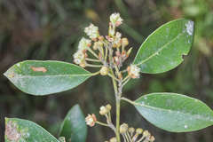 Litsea glaucescens