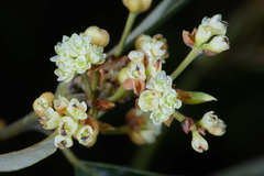 Litsea glaucescens