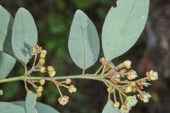 Litsea glaucescens