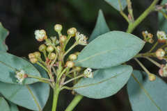 Litsea glaucescens