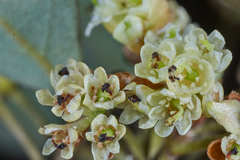 Litsea glaucescens
