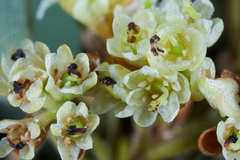 Litsea glaucescens