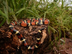 Lampropeltis annulata