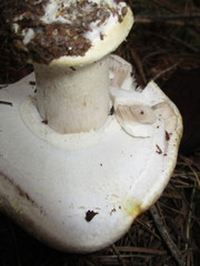 Agaricus moronii