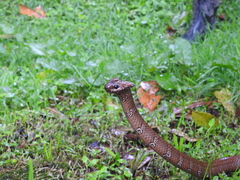 Dipsas sanctijoannis