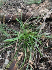 Carex hendersonii