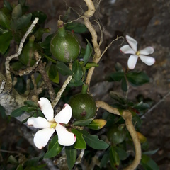 Hyperacanthus amoenus