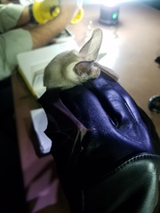 Macrotus californicus