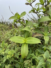 Kadua