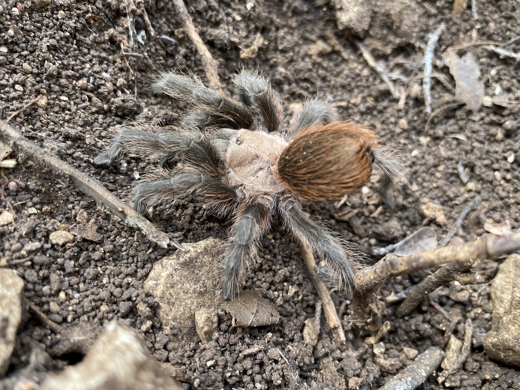 Texas Brown Tarantula from Barton Hills, Austin, TX, US on February 21