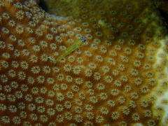 Coryphopterus lipernes