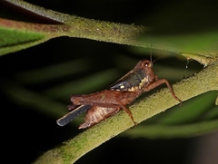 Scaria