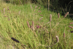 Eryngium ebracteatum