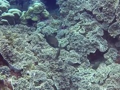 Ctenochaetus striatus