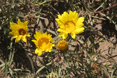 Grindelia scorzonerifolia