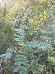 Senna subulata