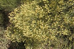 Baccharis notosergila
