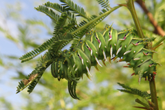 Psilopygida crispula