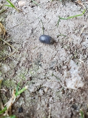 Armadillidium vulgare