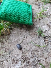 Armadillidium vulgare