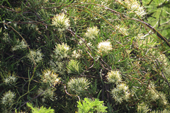 Tripodanthus flagellaris