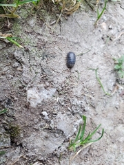 Armadillidium vulgare
