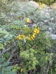 Senna subulata