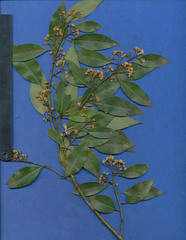 Litsea glaucescens