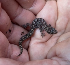 Christinus marmoratus