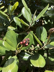 Magnolia pallescens