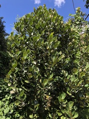 Magnolia pallescens