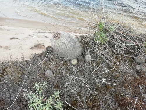 Parodia scopa
