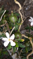 Hyperacanthus amoenus