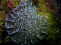 Mycetophyllia