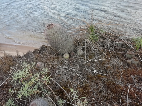 Parodia scopa
