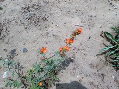 Sphaeralcea grossulariifolia
