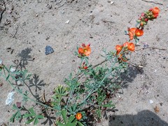 Sphaeralcea grossulariifolia