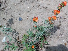 Sphaeralcea grossulariifolia