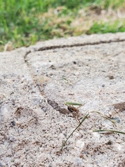 Arachnida