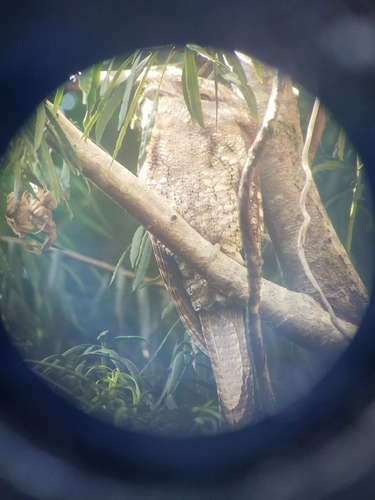 Podargus papuensis