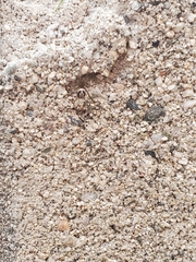 Arachnida