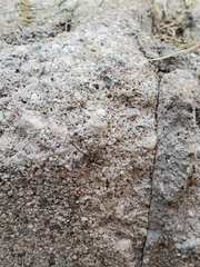Arachnida