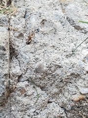 Arachnida