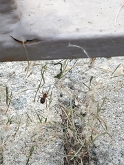 Arachnida
