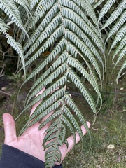 Sphaeropteris lepifera