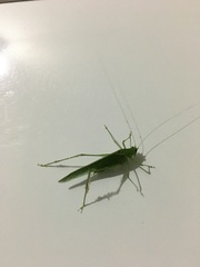 Anaulacomerina