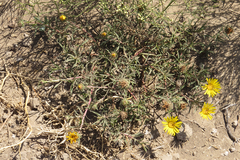 Grindelia scorzonerifolia