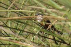 Sporophila palustris