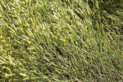 Baccharis notosergila