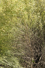 Baccharis notosergila